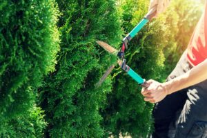 Trimming a hedge with shears