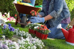 A kneeling gardener plants colourful borders with a wheelbarrow in the background