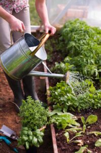 watering a plant bed with a steel watering can
